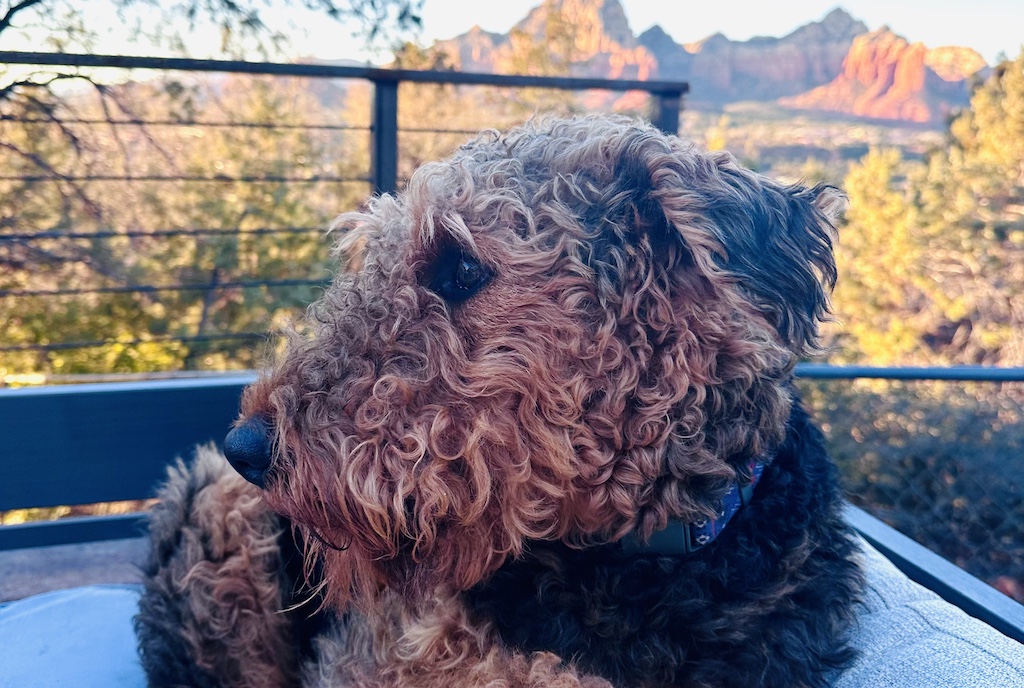 SunSet Dog Image